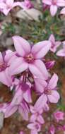 Image de Boronia fastigiata Bartl.