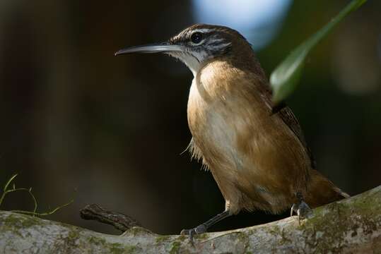 Image of Long-billed Wren