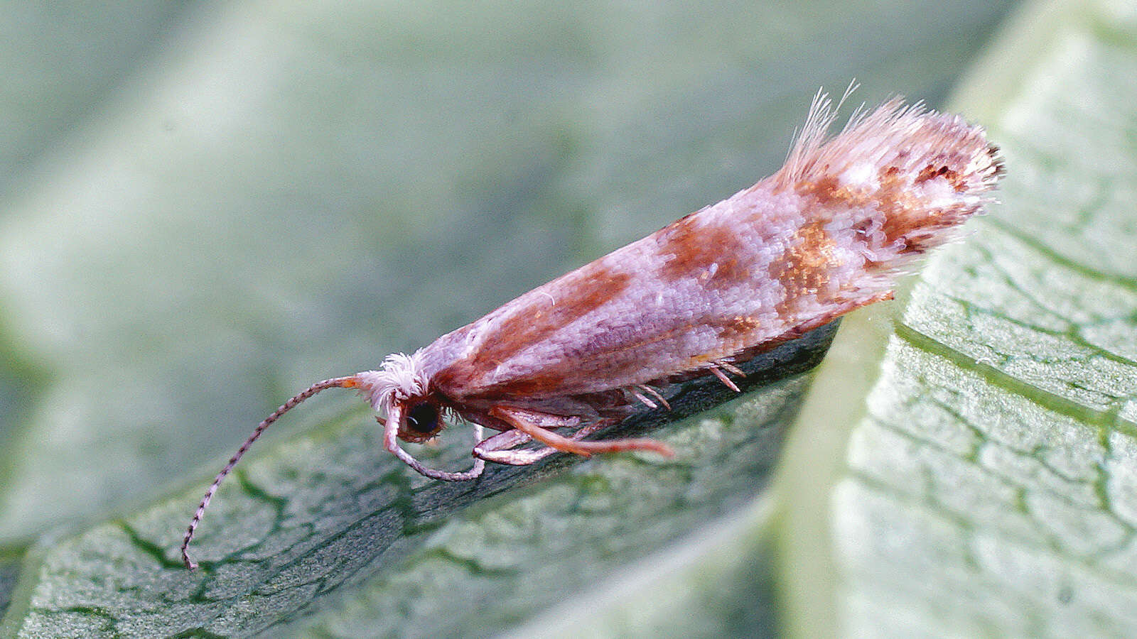 Image of Argyresthia abdominalis Zeller 1839