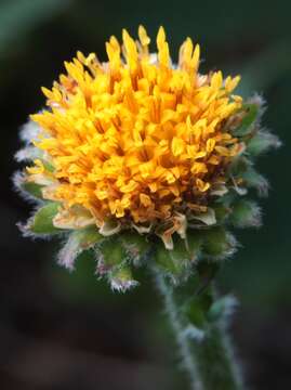 Image of Aster alpinus subsp. tolmatschevii (Tamamsch.) A. & D. Löve