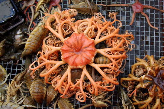 Image of northern basket star