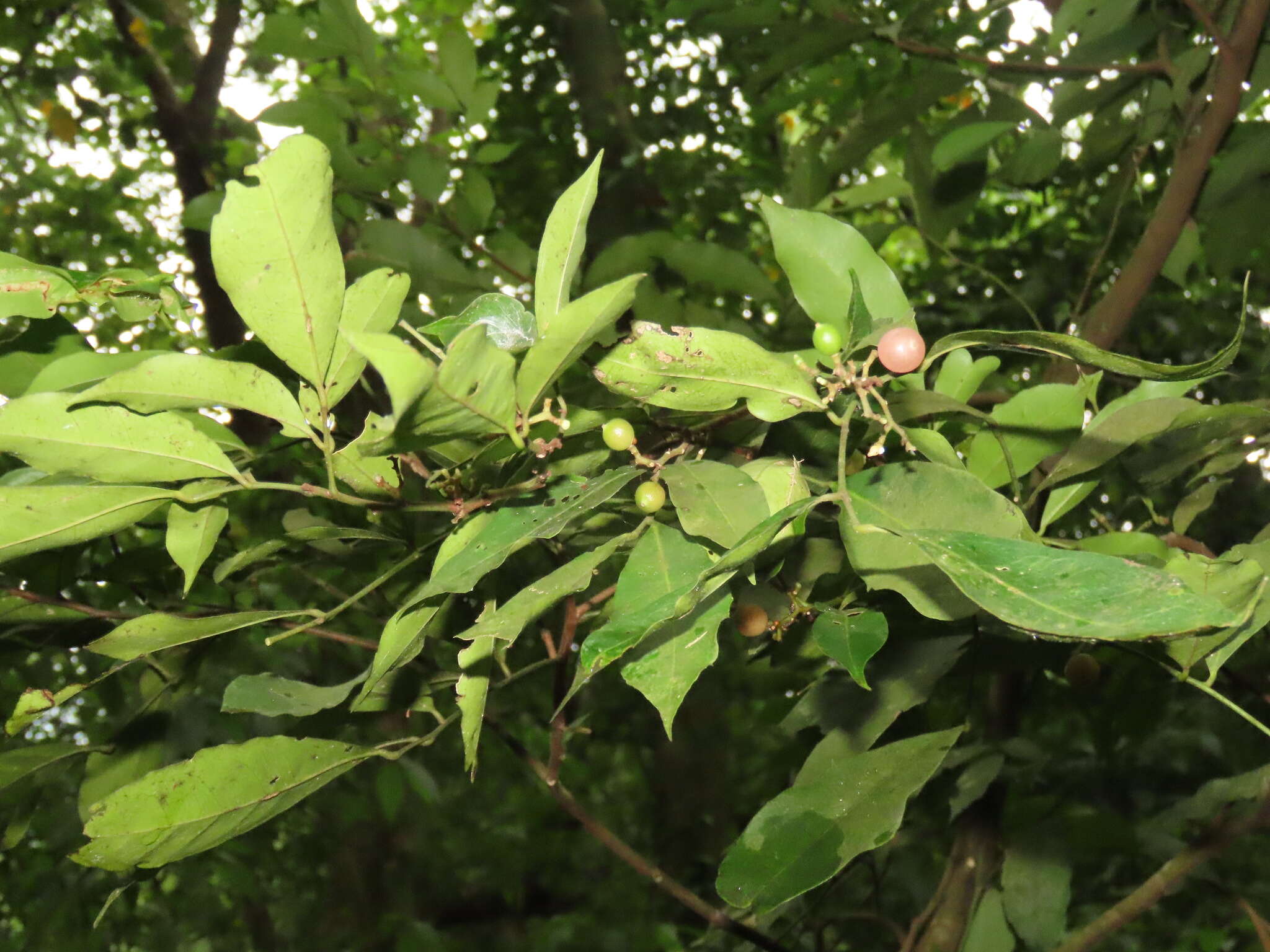 Image of flower axistree