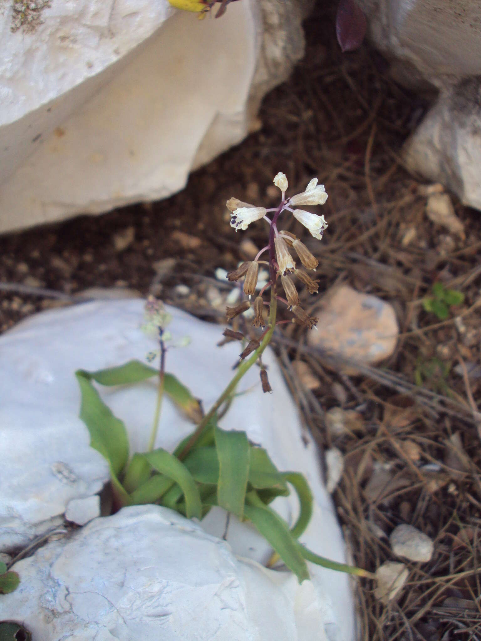 Image of Common Roman Squill