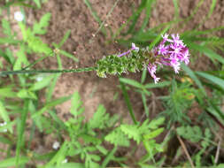 Image of Few-flowered Milkwort