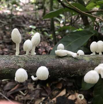 Plancia ëd Marasmiellus cubensis (Berk. & M. A. Curtis) Singer 1962