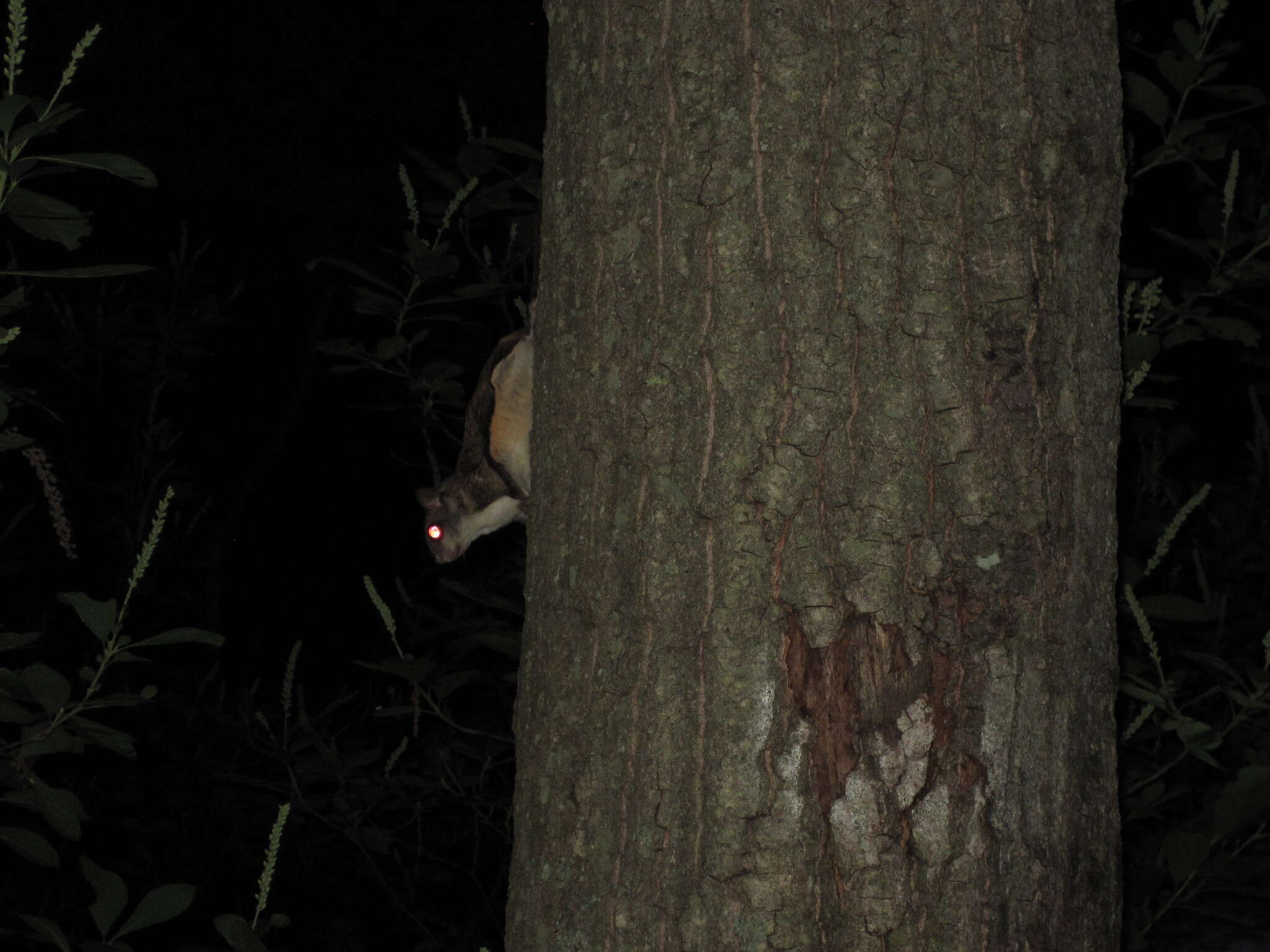 Image of American Flying Squirrels