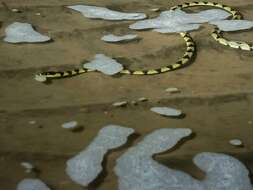 Image of Yellow Sea Snake