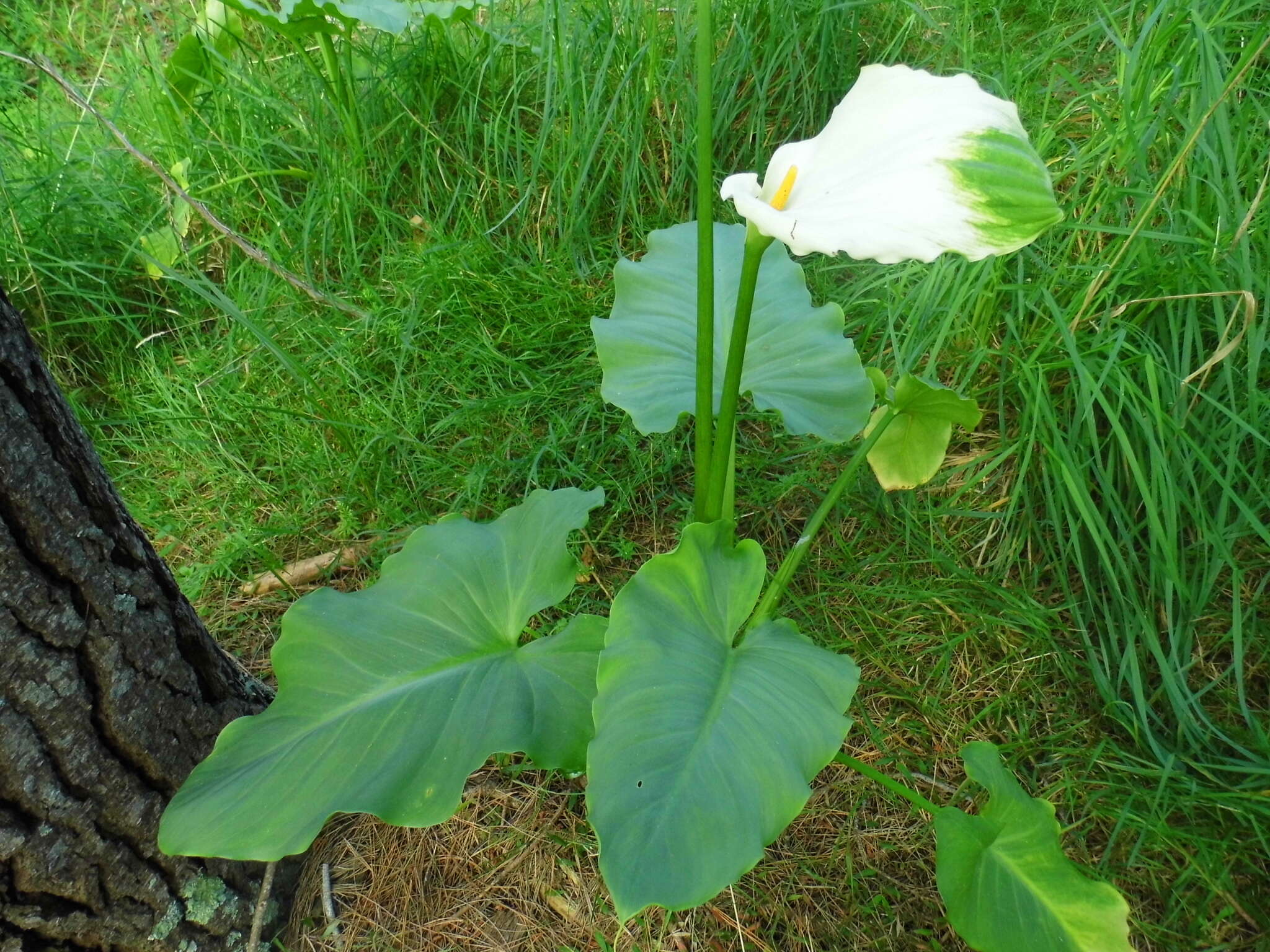 Image of calla lily