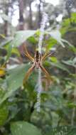 Image of Argiope ranomafanensis Bjørn 1997