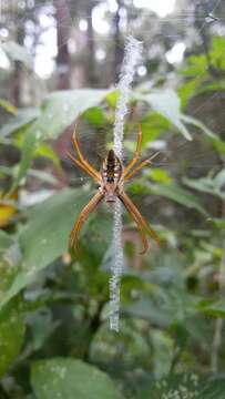 Image of Argiope ranomafanensis Bjørn 1997