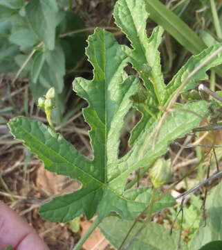 Image of Coccinia adoensis (A. Rich.) Cogn.