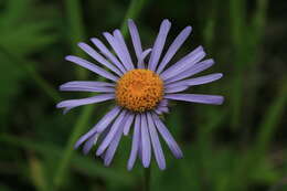 Image of Aster alpinus var. serpentimontanus (Tamamschjan) Y. Ling
