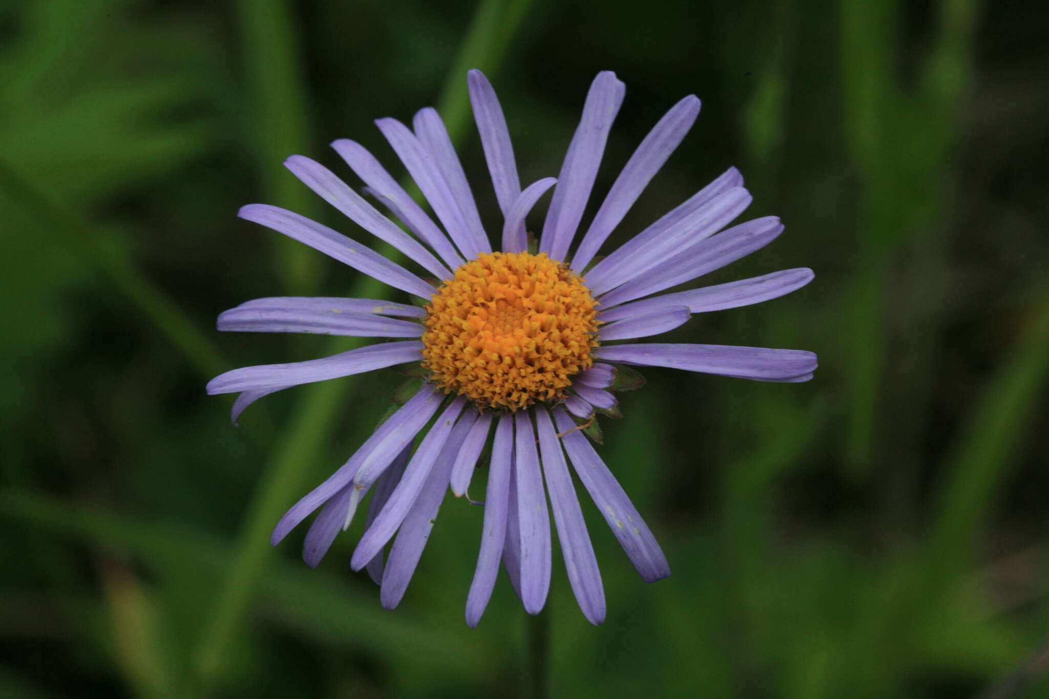 Image of Aster alpinus var. serpentimontanus (Tamamschjan) Y. Ling