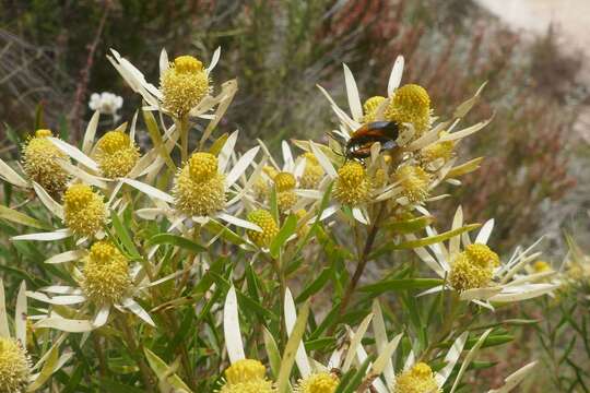 Image of Leucadendron spissifolium subsp. phillipsii (Hutch.) I. Williams