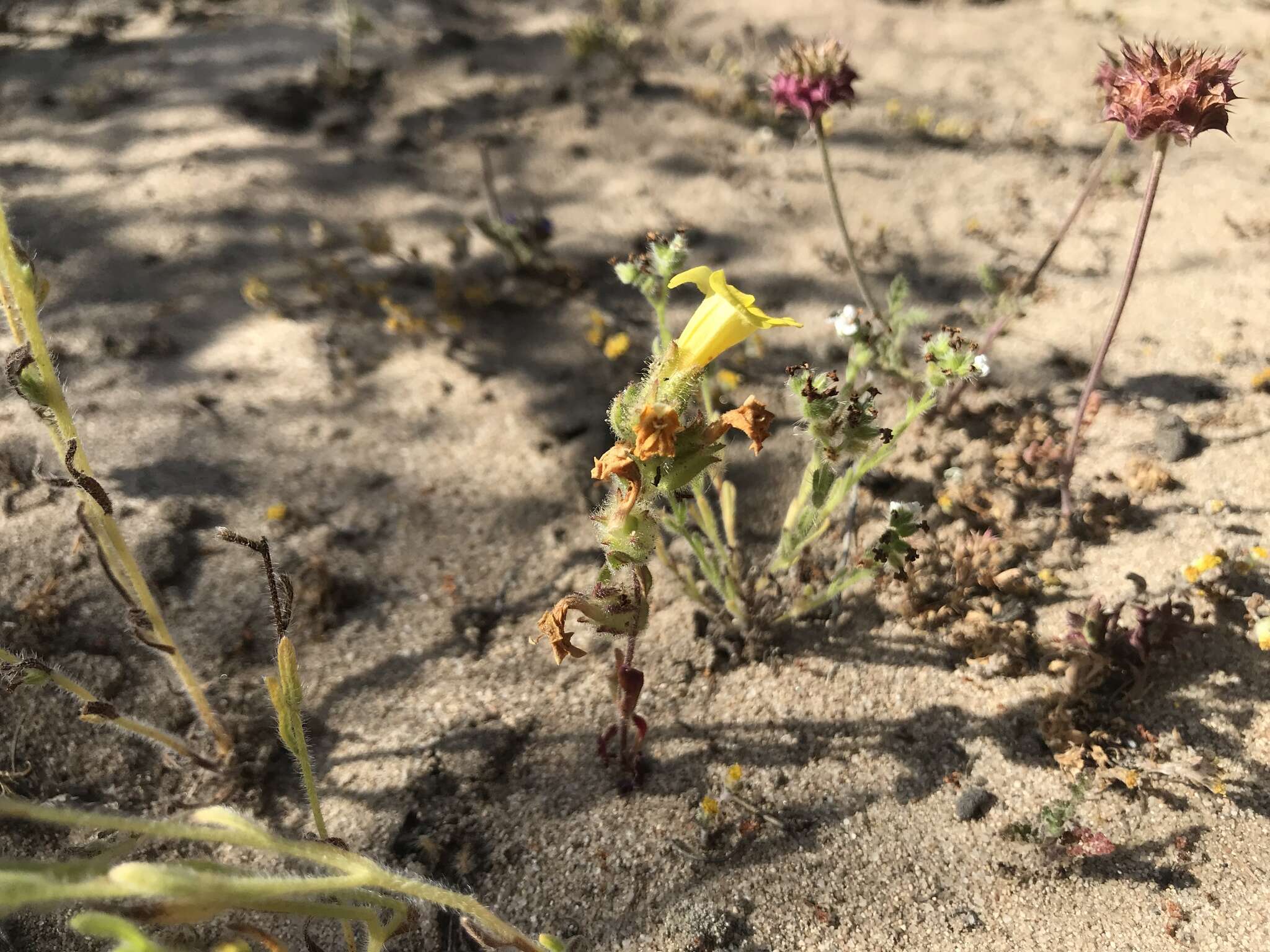 Image of Vandenberg monkeyflower