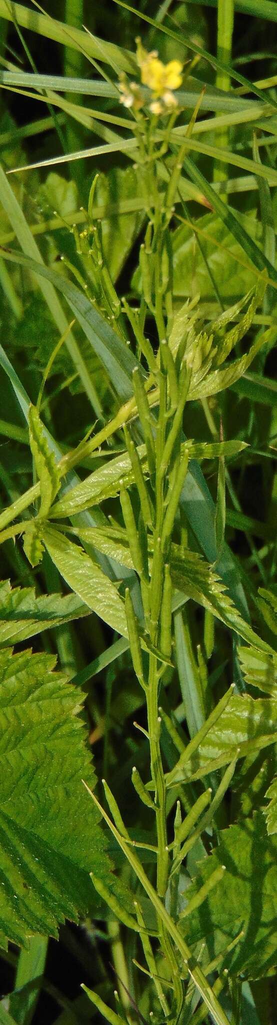 Image of shy wallflower