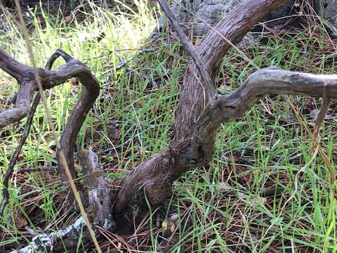 Image of woollyleaf manzanita