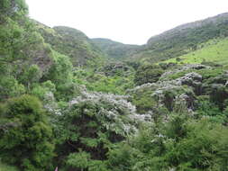 Plancia ëd Kunzea robusta de Lange & Toelken