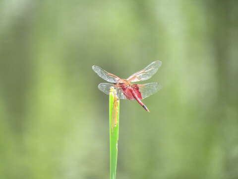 Image of Carolina Saddlebags