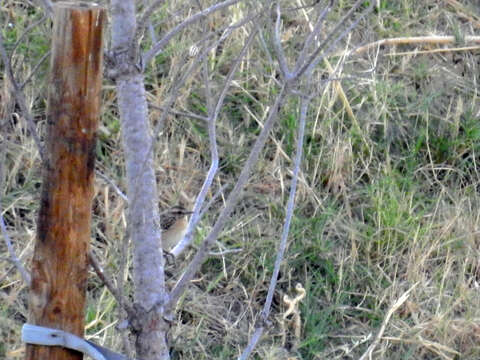 Image of Whinchat