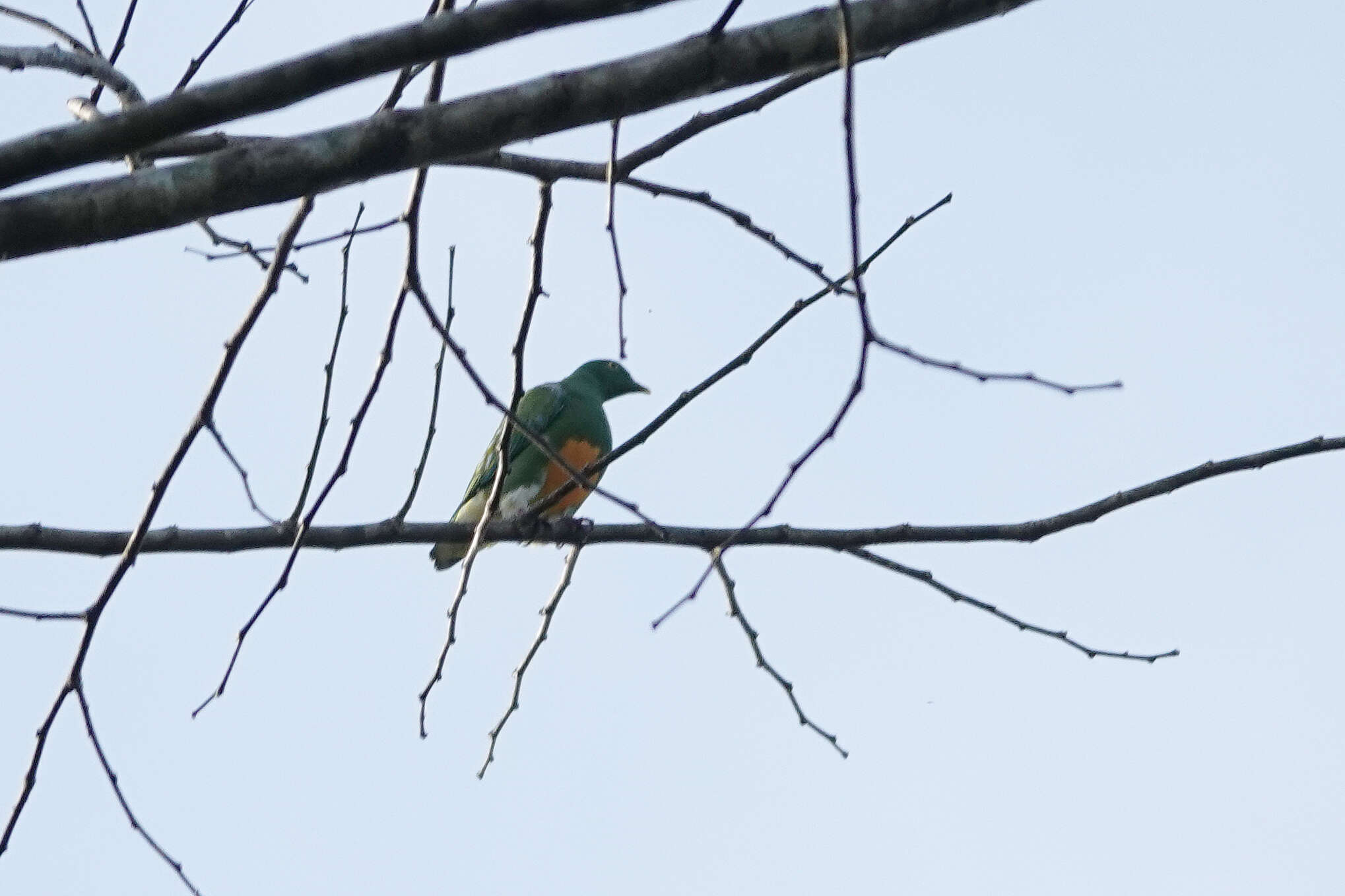 Image of Orange-bellied Fruit Dove