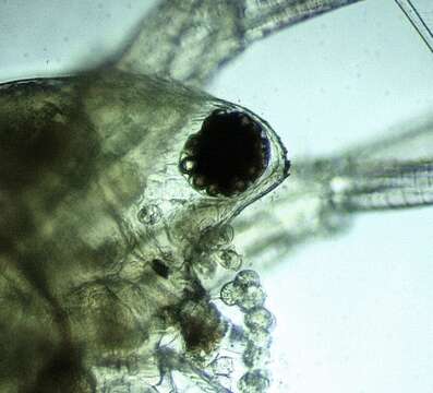 Image of Water flea