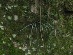 Image of Pleopeltis furcata (L.) A. R. Sm.