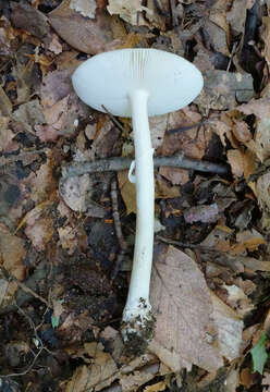 Image of Amanita russuloides (Peck) Sacc. 1887