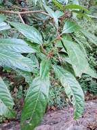 Image of Daphniphyllum himalayense var. chartaceum (K. Rosenthal) T. C. Huang