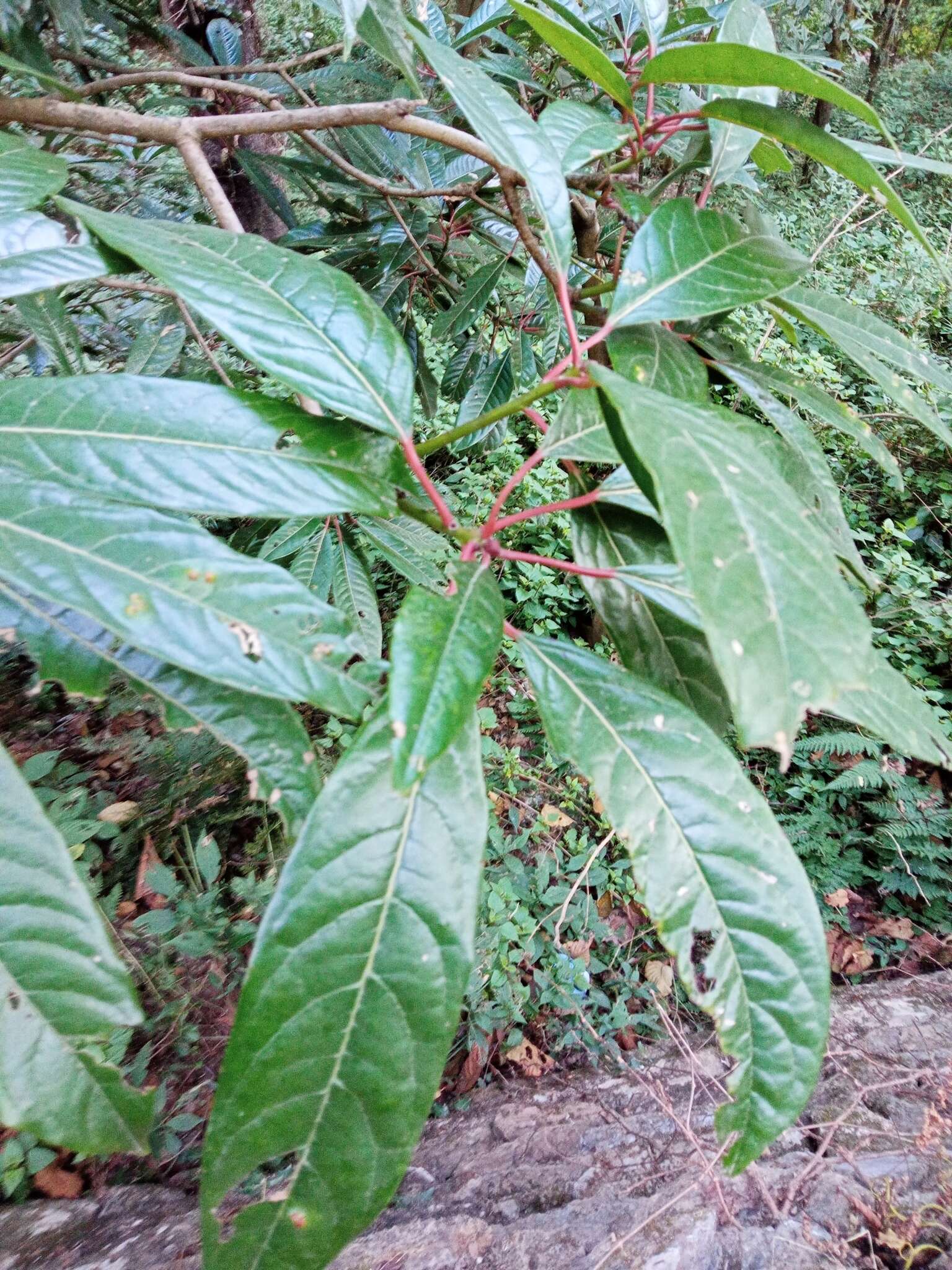 Image de Daphniphyllum himalayense var. chartaceum (K. Rosenthal) T. C. Huang