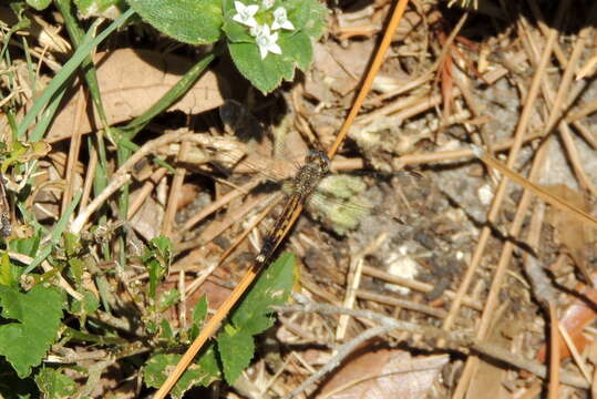 Image of Little Blue Dragonlet