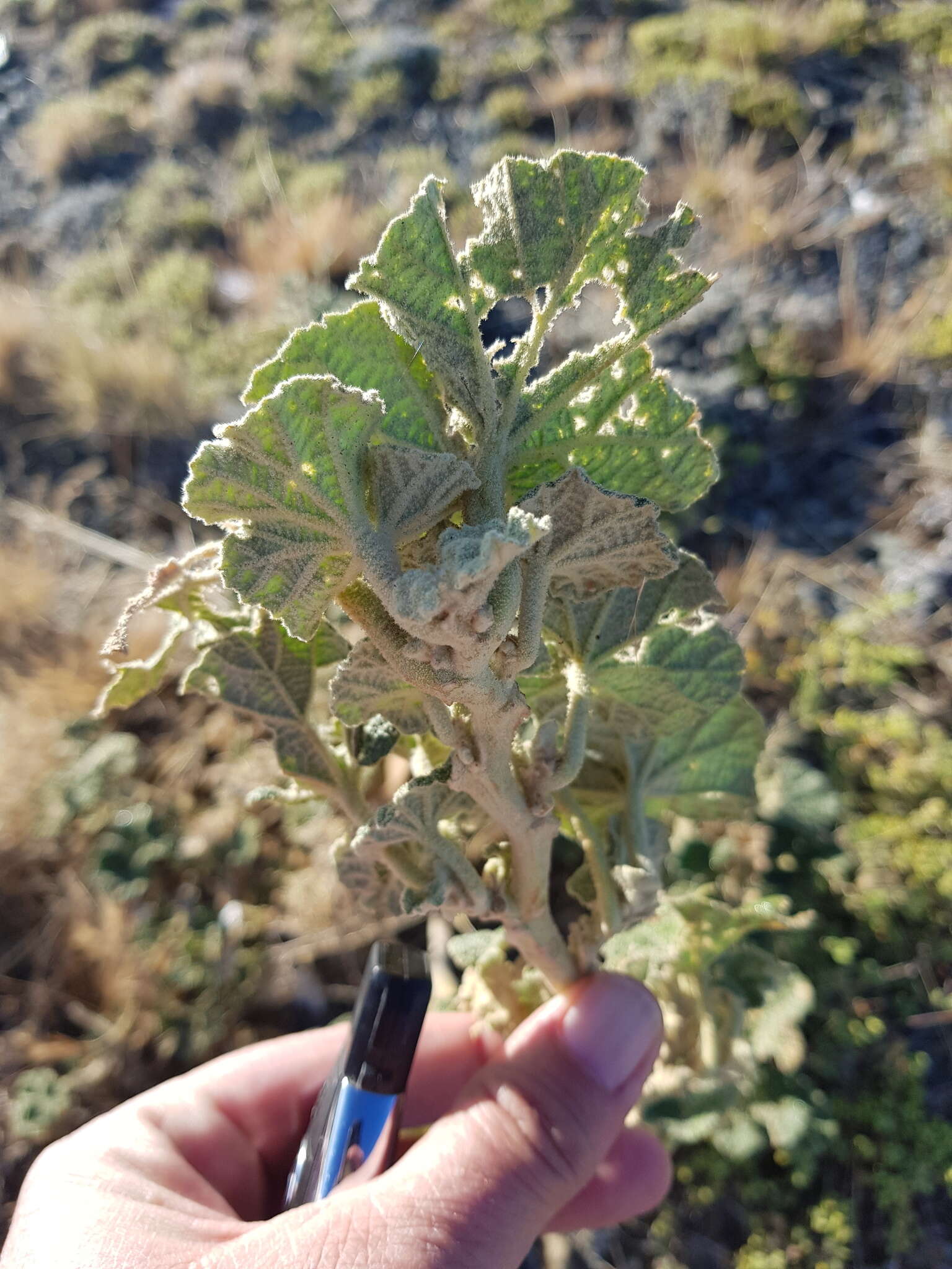 Image of Radyera urens (L. fil.) Bullock