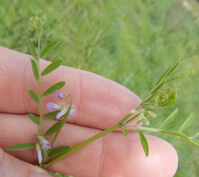 Image of Louisiana vetch