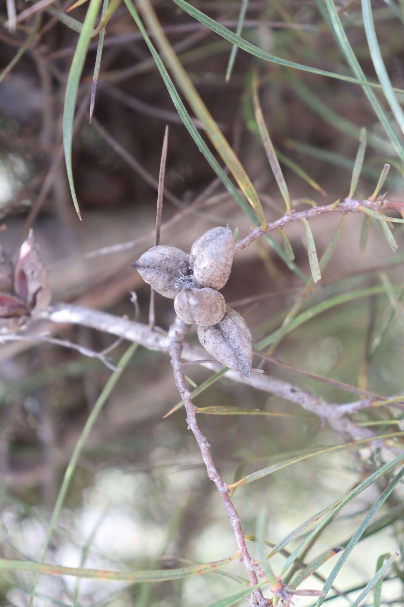 Image of Hakea ulicina R. Br.