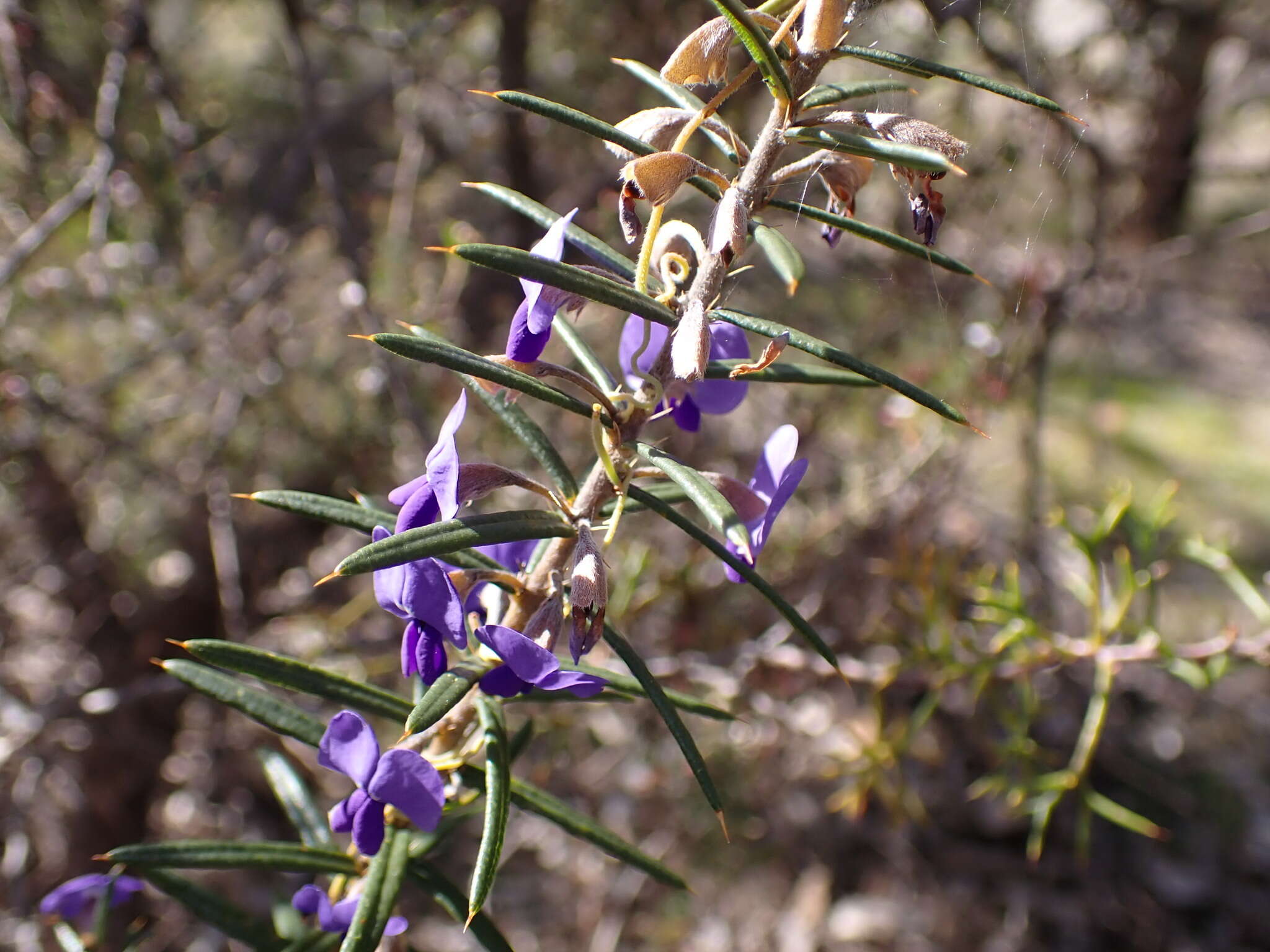 Image of Devil's Pins