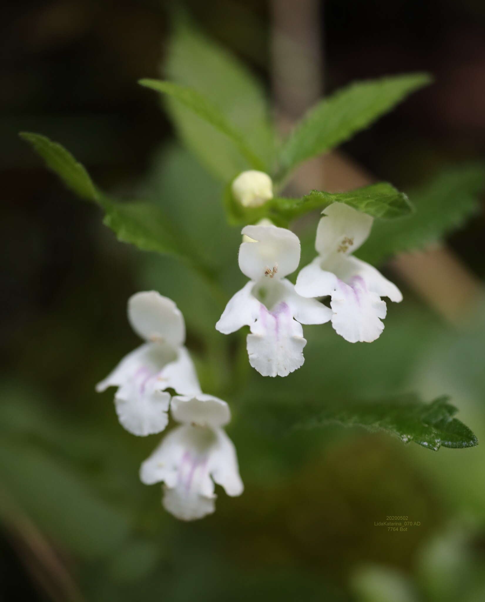 Image of Melittis melissophyllum subsp. albida (Guss.) P. W. Ball