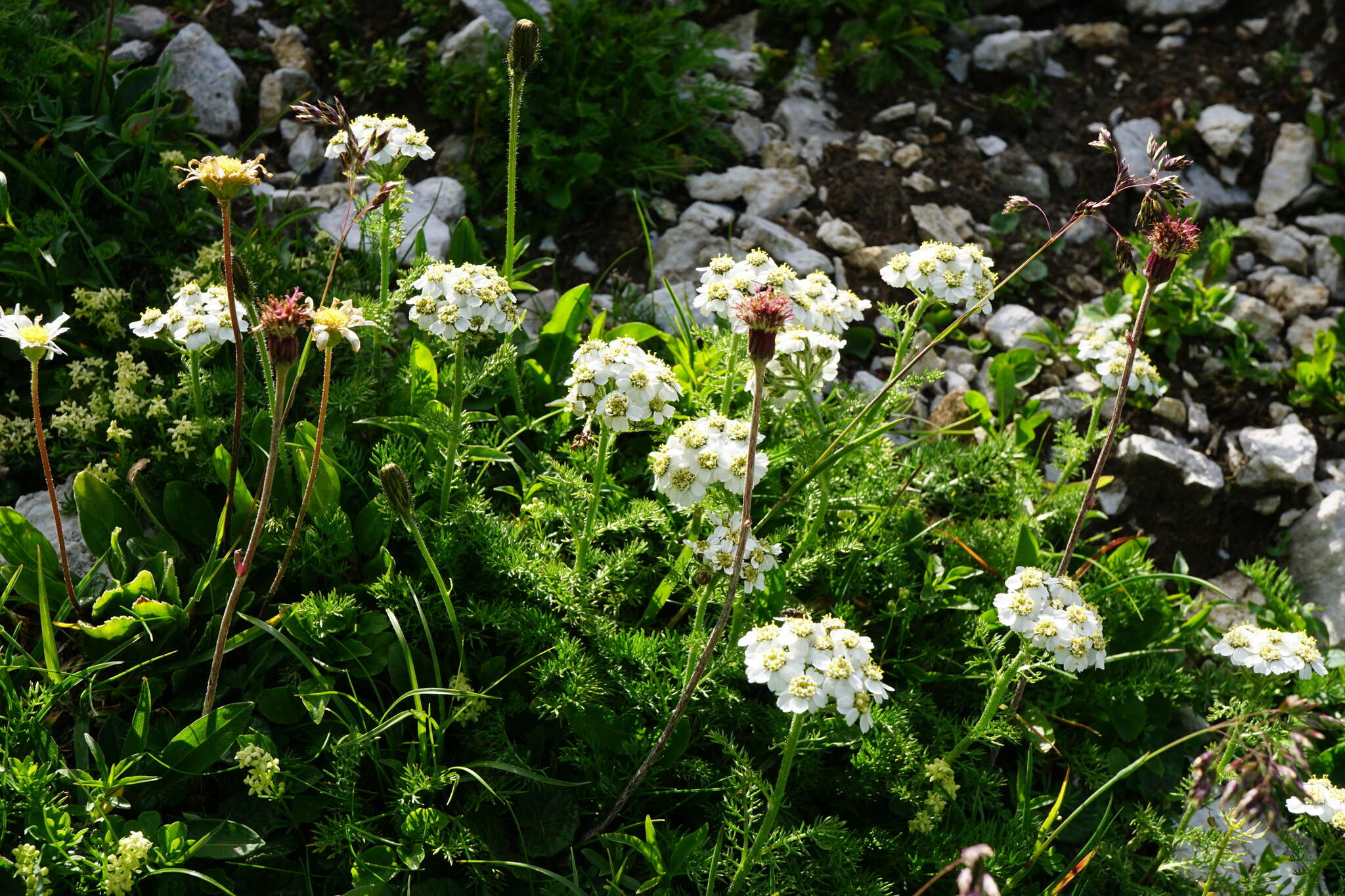 صورة Achillea clusiana Tausch