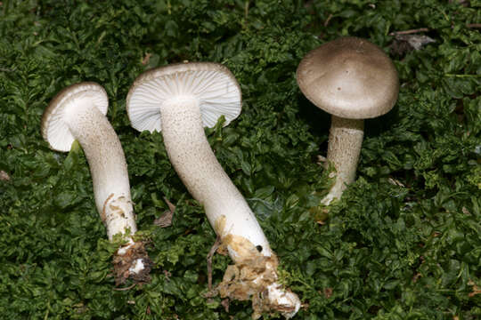 Image of Hygrophorus pustulatus (Pers.) Fr. 1838