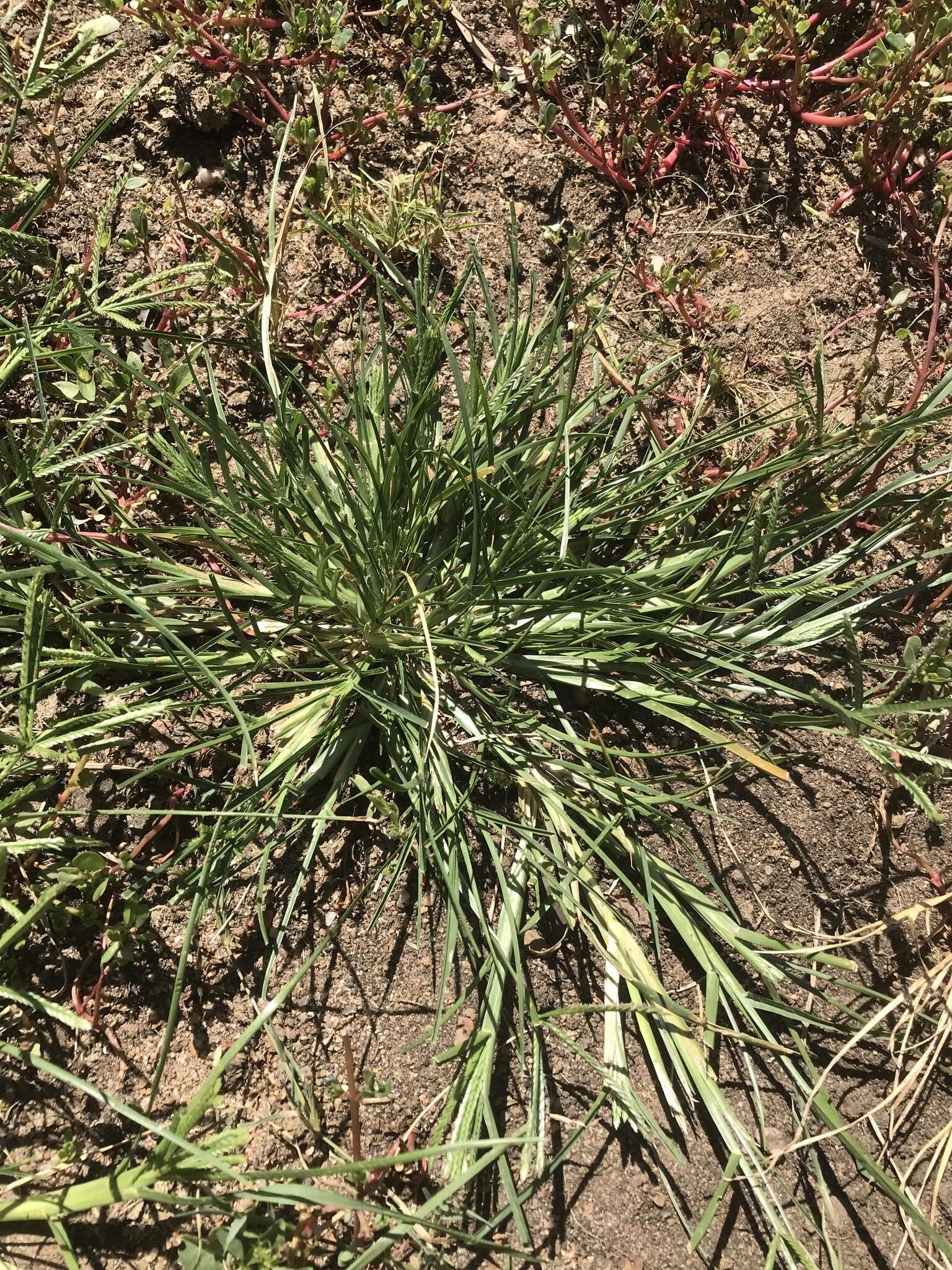 Plancia ëd Eleusine coracana (L.) Gaertn.