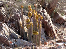 Image of Ceropegia floriparva Bruyns