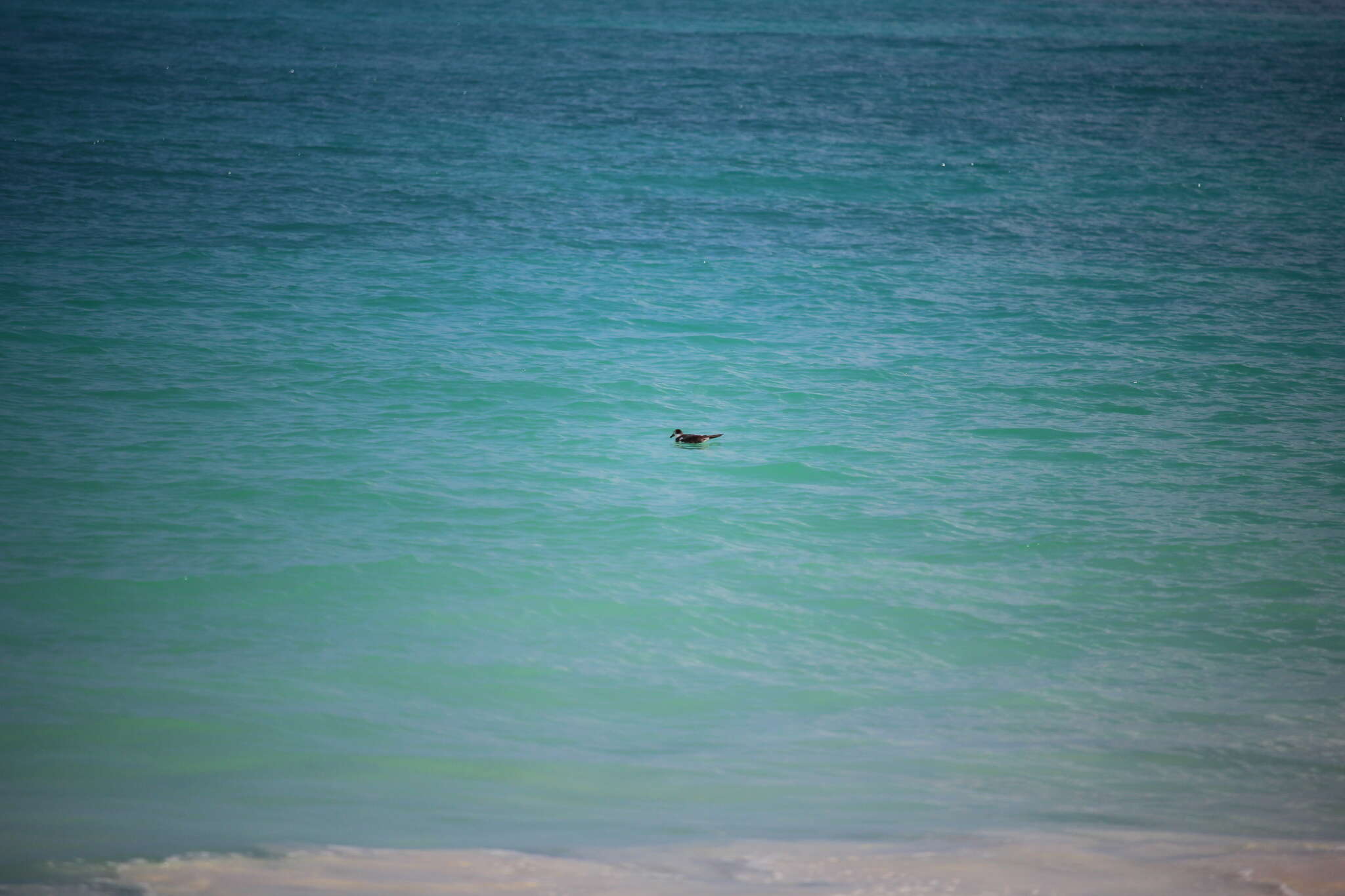 Image of Hawaiian Petrel