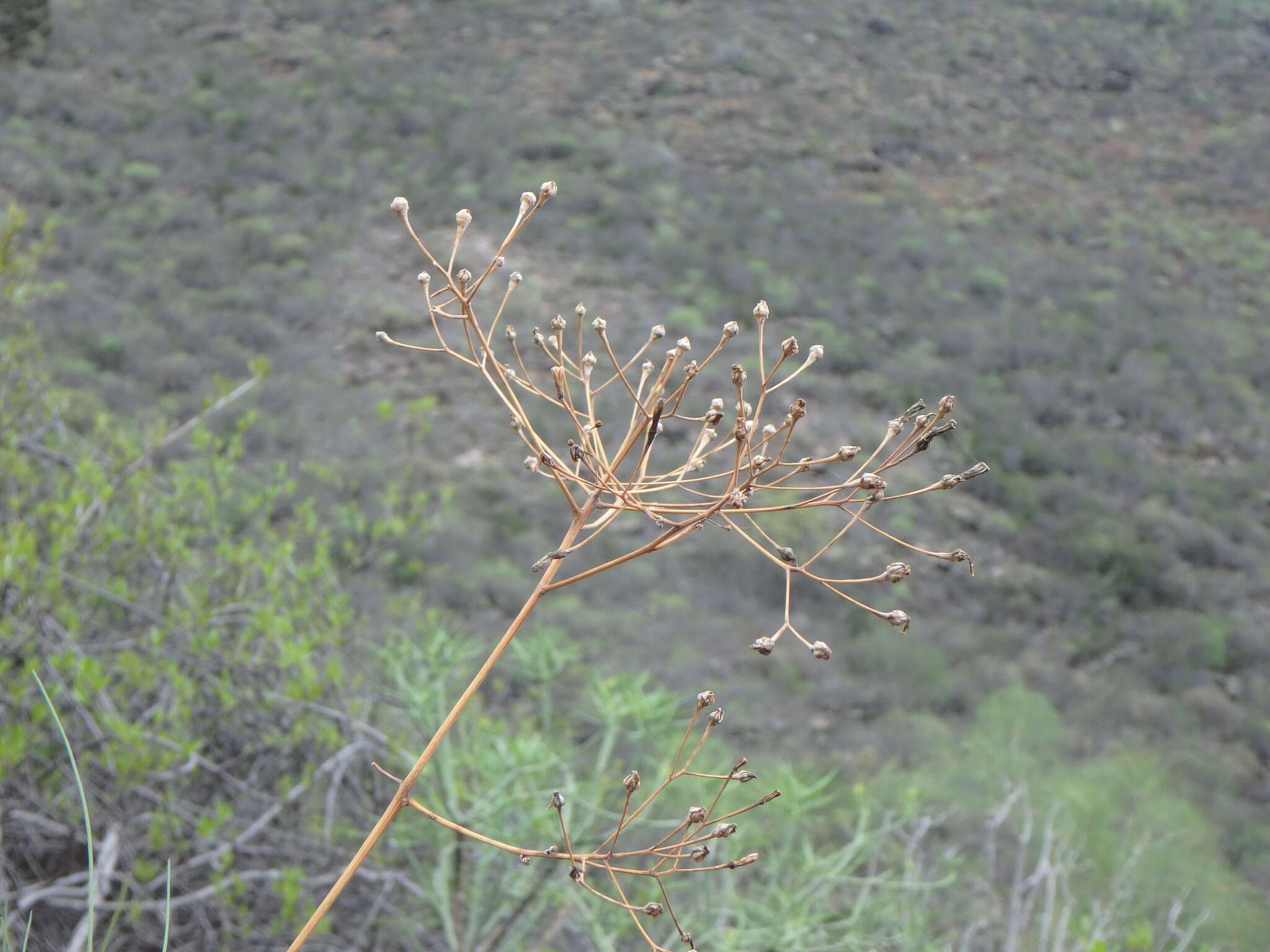 Image of Sonchus capillaris Svent.