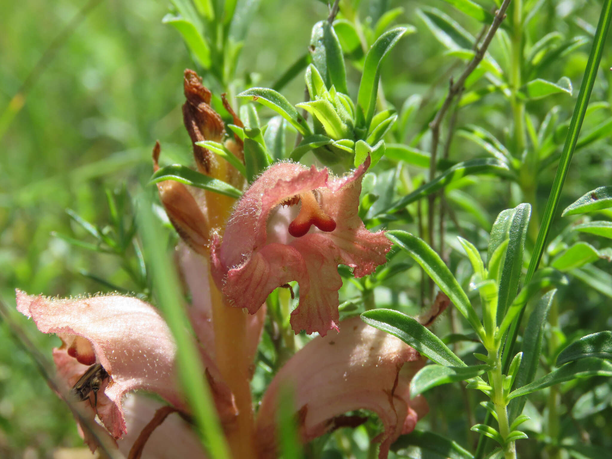 Imagem de Orobanche caryophyllacea Sm.