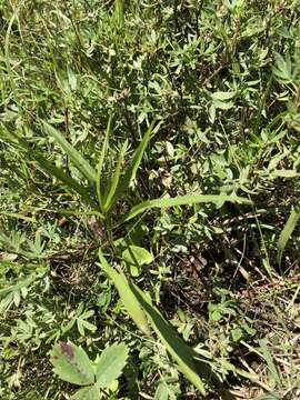 Sivun Symphyotrichum anticostense (Fern.) G. L. Nesom kuva