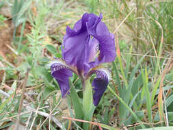 Image de Iris lutescens Lam.