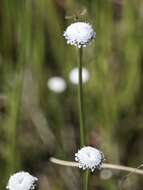 Image of flattened pipewort