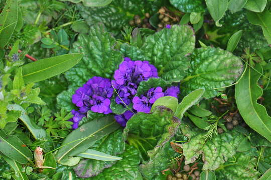 Image of Ajuga ovalifolia Bureau & Franch.