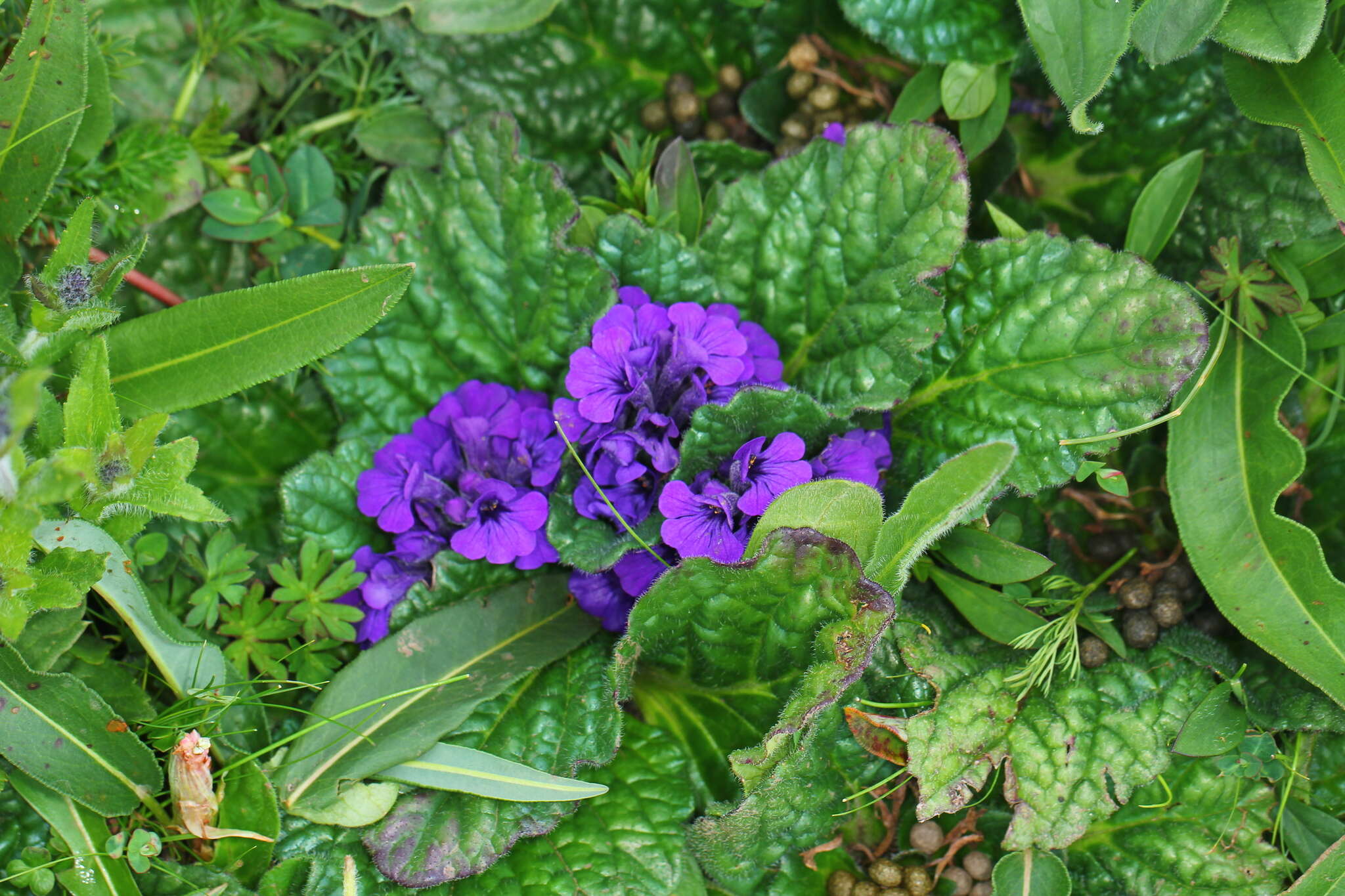 Plancia ëd Ajuga ovalifolia Bureau & Franch.