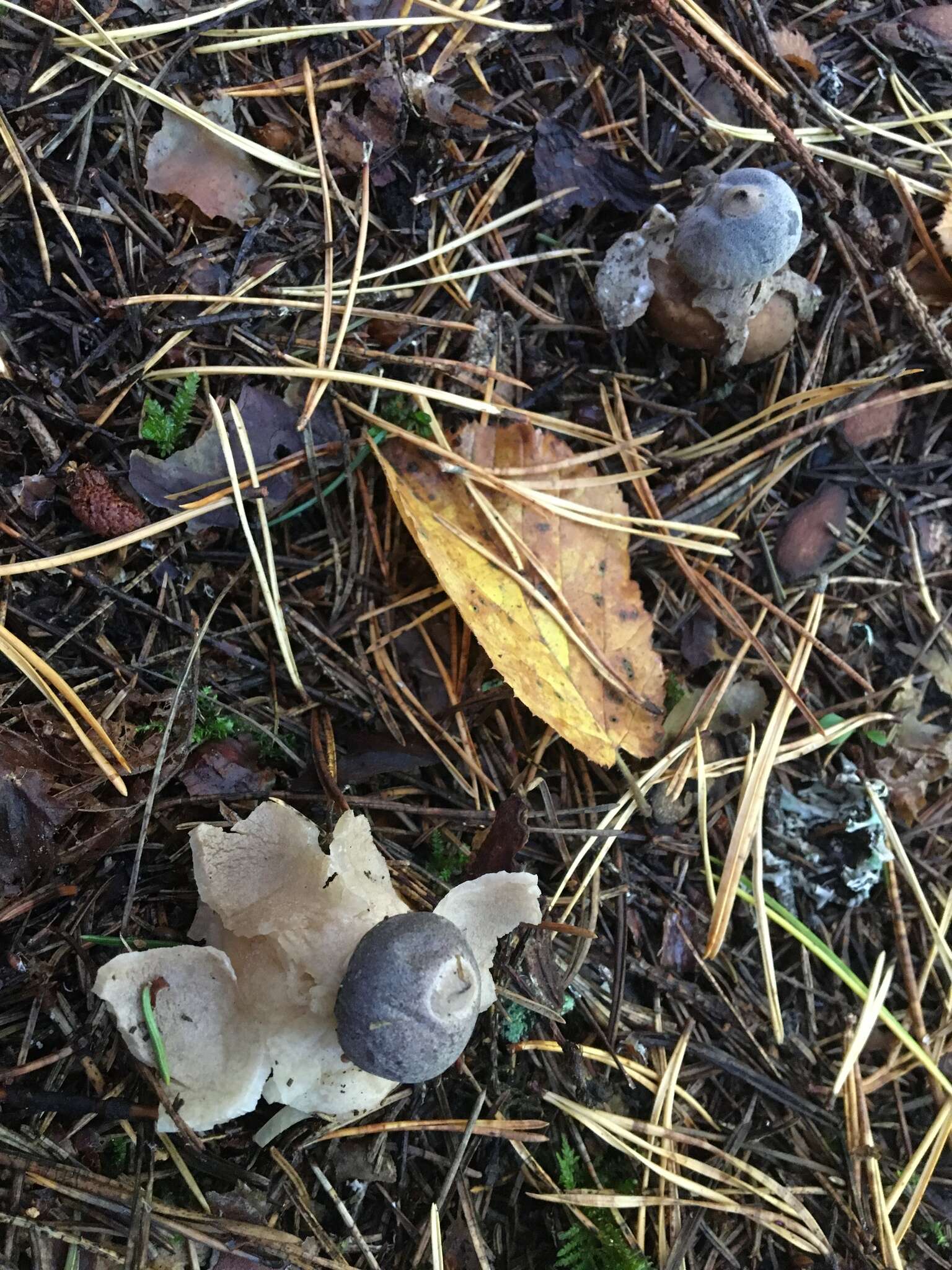 Image of Geastrum quadrifidum DC. ex Pers. 1801