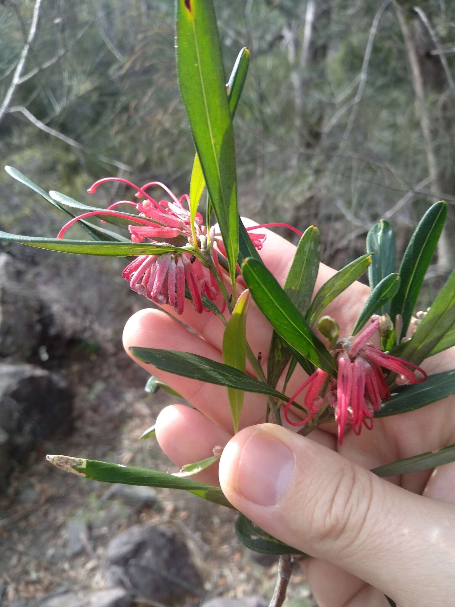 Imagem de Grevillea oleoides Sieber ex Schult.